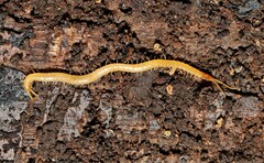 Schendyla nemorensis