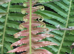 Blechnum penna-marina