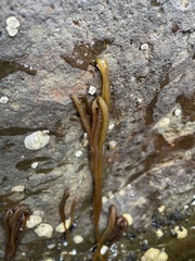 Nemalion elminthoides