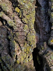 Candelariella efflorescens