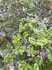Nothofagus cunninghamii