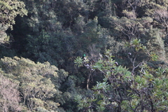 Nectarinia famosa