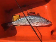 Cynoscion guatucupa