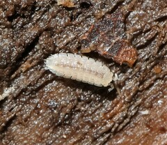 Haplophthalmus danicus