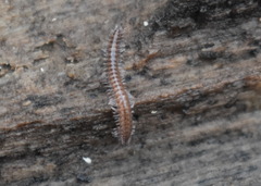 Cleidogona