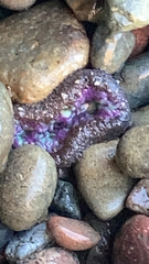 Anthopleura elegantissima