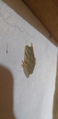 Boana platanera