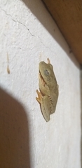 Boana platanera