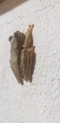 Boana platanera