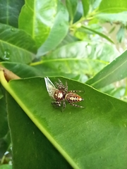 Jacksonoides queenslandicus