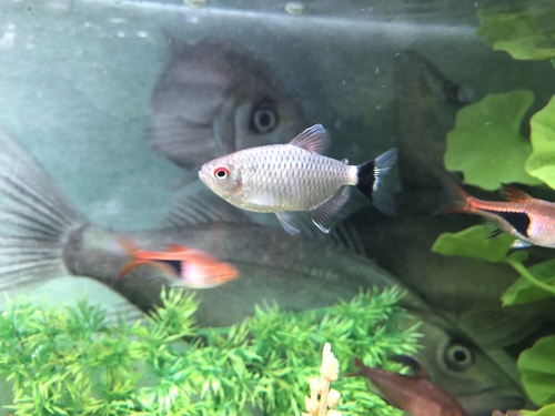 Red eye tetra (Moenkhausia sanctaefilomenae) — Characidae — 5