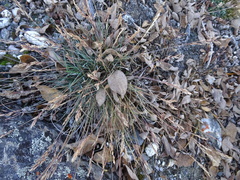 Poa glauca