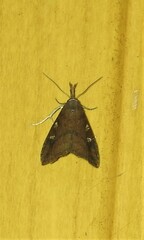 Hypena subvittalis