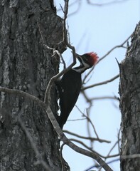 Dryocopus pileatus