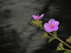 Chaetogastra gracilis