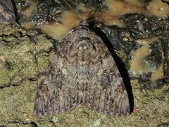 Catocala umbrosa