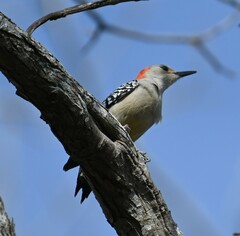 Melanerpes carolinus