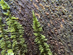 Homalothecium nuttallii