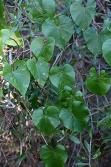 Ipomoea alba