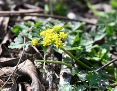Tauschia texana