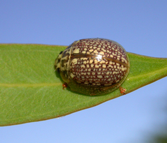 Paropsisterna decolorata
