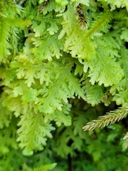 Trichocolea tomentella