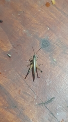 Staurorhectus longicornis
