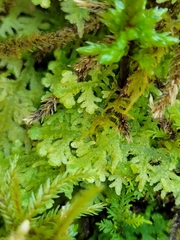 Trichocolea tomentella