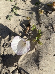 Calystegia macrostegia