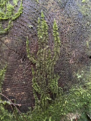 Homalothecium nuttallii