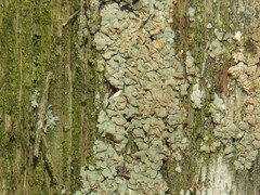 Hypocenomyce scalaris