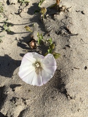 Calystegia macrostegia