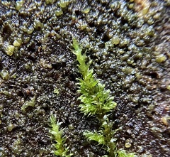 Homalothecium nuttallii