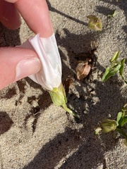 Calystegia macrostegia