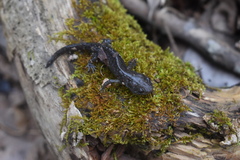Ambystoma talpoideum