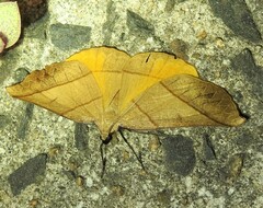 Systatica xanthastis