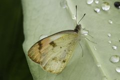 Colotis aurora