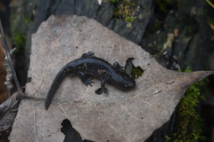 Ambystoma talpoideum