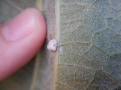Ceroplastes cirripediformis