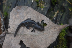 Ambystoma talpoideum