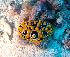 Phyllidia ocellata