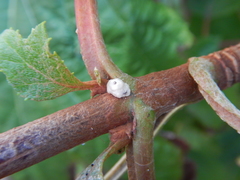 Ceroplastes cirripediformis