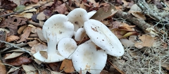 Russula perlactea