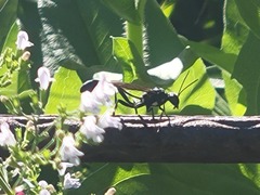 Eremnophila