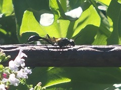 Eremnophila