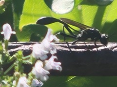 Eremnophila