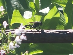 Eremnophila