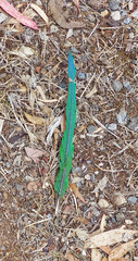 Trichoglossus moluccanus