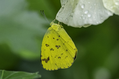 Eurema blanda