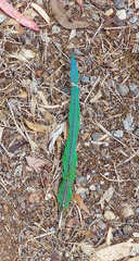 Trichoglossus moluccanus